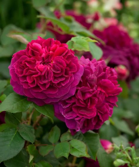 William Shakespeare 2000 Rose, Old English Roses, Rosen Beet, Fragrant Roses, Heirloom Roses, Red And Pink Roses, Flower Company, Shrub Roses, David Austin Roses