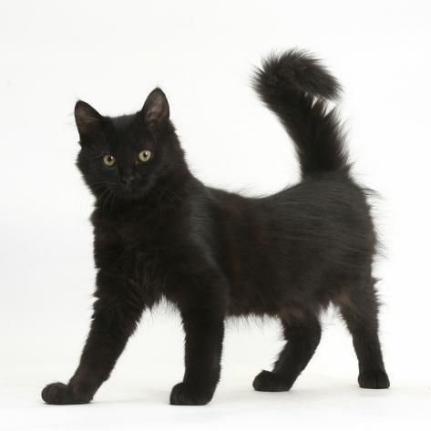 Size: 16x16in Fluffy Black Kitten, 12 Weeks Old, StandingWe have more Mark Taylor Posters. Choose from our catalog of over 500,000 posters! Black Kittens, Mark Taylor, Cat Standing, Warrior Cats Books, Cat Anatomy, Warrior Cat Drawings, Warrior Cat Oc, Cat Oc, Cat Reference