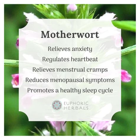 6 Healing Benefits of Motherwort for Women – Euphoric Herbals Motherwort Benefits, Digestive Bitters, Poor Digestion, How To Calm Nerves, Blood Pressure Medications, Magical Herbs, Herbal Apothecary, Herbal Tea Blends, Healthy Balance