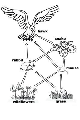 Other Graphical Works Simple Food Web, Simple Food Chain, Ocean Food Web, Science Food Chains, السلسلة الغذائية, Food Chain Activities, Food Chain Worksheet, Food Web Worksheet, Food Web Activities