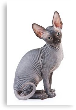 Charming kitty cat sphynx without hair Canvas Print Cat Injuries, Charming Kitty, Cat Love Quotes, Hair Canvas, Kitten Beds, Kitten Drawing, Cats Diy Projects, Hairless Cat, Kitty Games