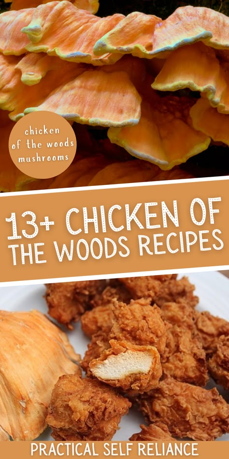 13+ Chicken of the Woods Mushroom Recipes - Learn how to make all kinds of easy fall recipes with the chicken of the woods mushroom. It's the perfect vegan meat substitute that actually tastes a lot like chicken! Chicken In The Woods Recipe, Vegan Chicken Of The Woods Recipe, Chicken In The Woods Mushroom, Hen Of The Woods Mushroom Recipes, Turkey Tail Mushroom Recipes, Mushroom As Meat Substitute, Fall Mushroom Recipes, Chicken Of The Woods Soup, Foraged Mushroom Recipes