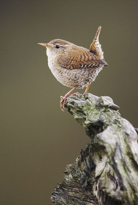 Tatuagem Masculina Pequena, British Birds, British Garden, Bird Eggs, British Wildlife, Rare Birds, Australian Birds, Pet Bird, Marketing Campaign