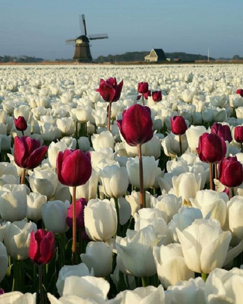 Spring Scene, Tulip Fields, Landscape Features, Feel Happy, Red Tulips, Landscape Artist, Canon Photography, Tulips Flowers, Flower Field