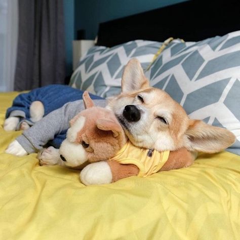 Corgi Lovers 🐾 on Instagram: “Gotta love a lazy sleep in 💕﻿⁠ -⠀﻿⁠ 👫 Tag a friend⠀﻿⁠ 👉 Follow @corgi.mob⠀﻿⁠ 👉 #corgi_mob to be featured⠀﻿⁠ -⠀﻿⁠ 📷 @wallythewelshcorgi﻿⁠…” Corgi Sleeping, Corgi Stuff, Birthday Corgi, Corgi Facts, Cute Corgi Puppy, Pembroke Welsh Corgi Puppies, Corgi Dogs, Welsh Corgi Puppies, Corgi Pembroke