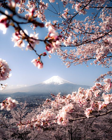 Spring In Japan, Monte Fuji, Japan Photography, Fields Photography, Mount Fuji, Photoshop Lightroom, Cherry Blossoms, Travel Aesthetic, Japan Travel