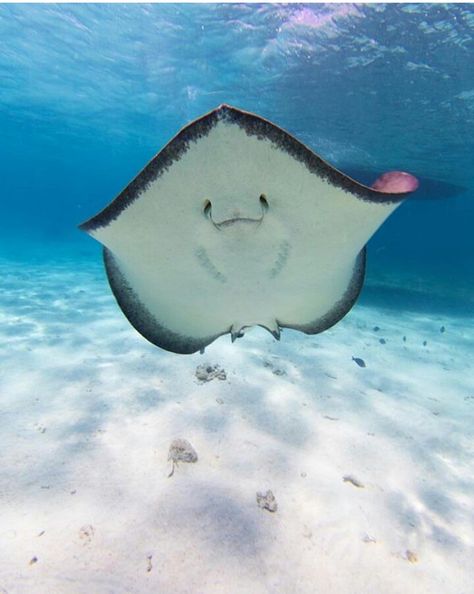 Silly Stingray, Aesthetic Stingray, Stingray Face, Stingray Aesthetic, Sea Animals Cute, Cute Stingray, Wonder Pets, Manta Rays, Beautiful Sea Creatures