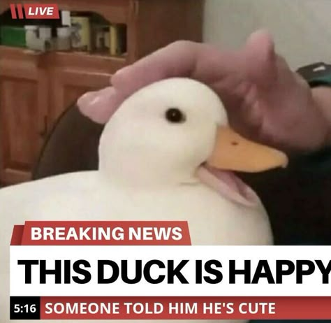 Wholesome-Heartwarming-Memes Duck Memes, Katt Grejer, Cute Ducklings, Funny Duck, Cute Small Animals, Funny Animal Jokes, A Duck, Silly Animals, Very Funny Pictures