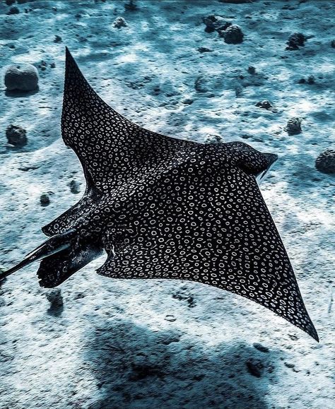 Eagle Ray, Underwater Painting, Manta Rays, Underwater Creatures, Underwater Photos, Underwater Life, Oceanography, Manta Ray, Beautiful Fish