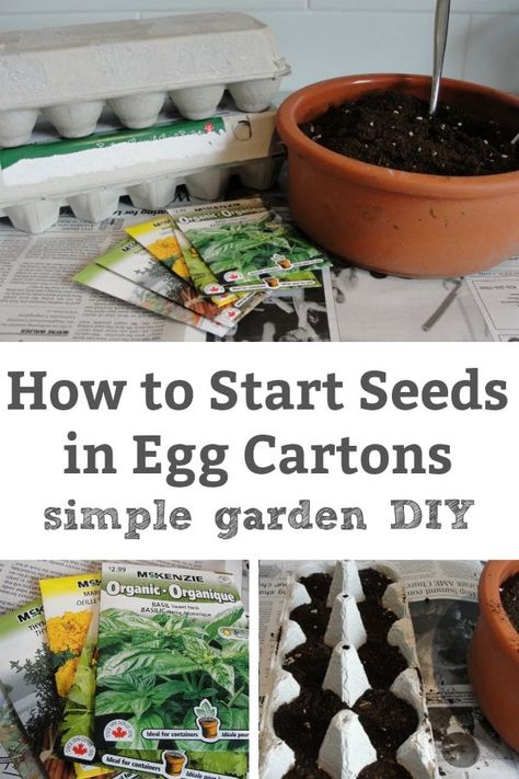 Egg Carton Seed Starter, Seeds In Egg Cartons, Planting Seeds Indoors, Fun Garden Projects, Crystal Gardens, Nature Learning, Garden School, Nature Ideas, Kids Gardening