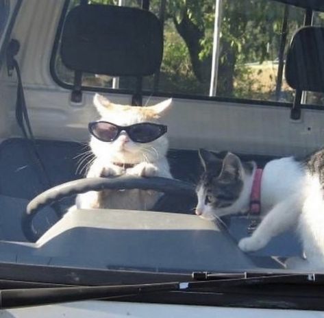 18 Meme Worthy No Context Cats (Pictures) Two Cats, Sunglasses