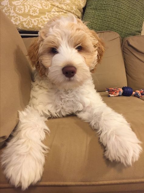 Cream and white Australian labradoodle White Mini Goldendoodle, Toy Labradoodle, White Goldendoodle, Brown Labradoodle, White Labradoodle, Dog Reference, Labradoodle Miniature, Dream Puppy, Australian Labradoodle Puppies