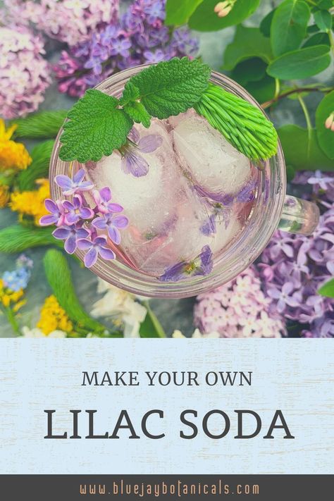 How To Make Syrup, Lilac Syrup, Make Syrup, Edible Flowers Recipes, Foraging Recipes, Soda Recipe, Herbal Drinks, Herbal Recipes, Soda Water