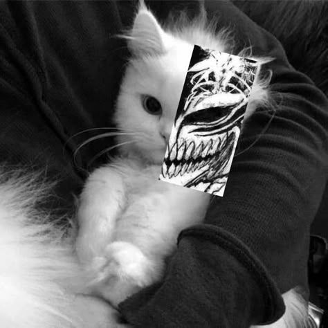 zxcat Punk Cats, Cute Cats Photos, Cat Icon, Cat Aesthetic, Cute Profile Pictures, Silly Cats, Horror Art, Cat Photo, Tokyo Ghoul