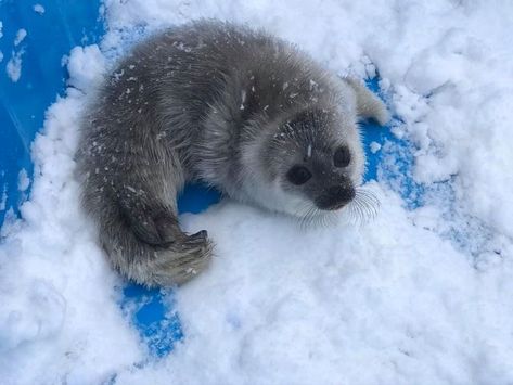 Cute Seals, Seal Pup, Baby Seal, Pretty Animals, Animal Species, Dessin Adorable, Silly Animals, Cute Animal Photos, Marine Animals