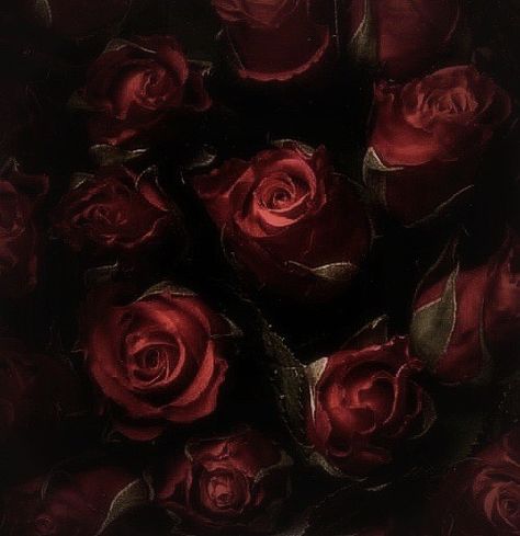 Rosé Core, Blood Art, Rosé Aesthetic, Gothic Aesthetic, K R, Flower Therapy, Brown Aesthetic, Red Aesthetic, Types Of Flowers