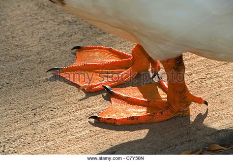 duck feet - Stock Image Zbrush Monster, Duck Reference, Webbed Hands, Feet Drawing, Duck Feet, Animal Reference, Structure Architecture, Bird Garden, Book Ideas