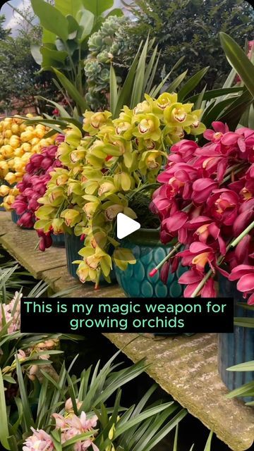 Caring For Orchids, Orchid Plant Care, Orchid Garden, Growing Orchids, Plant Hacks, Orchids Garden, Fertilizer For Plants, Orchid Care, Plant Health