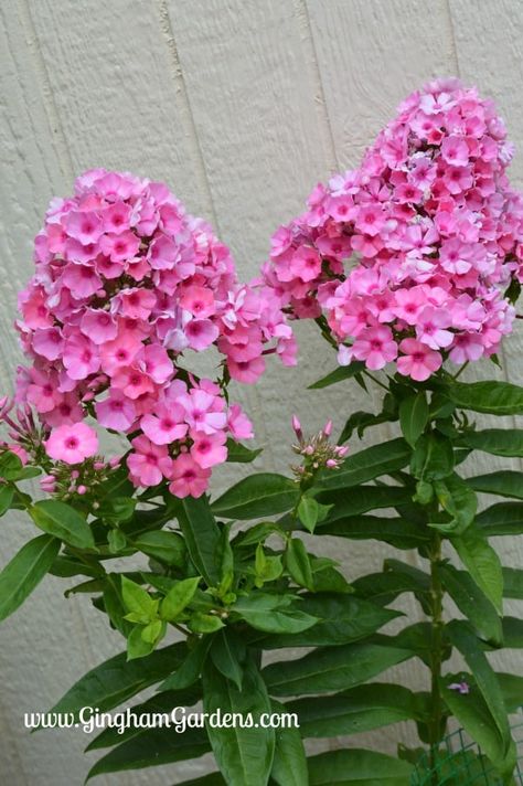 Phlox Flower, Flower List, Phlox Flowers, Easy Perennials, Garden Flowers Perennials, Perennial Flower, Biennial Plants, List Of Flowers, Best Perennials