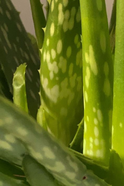 Aloe Vera Aesthetic Photography, Aloe Vera Plant Aesthetic, Aloe Vera Photography, Aloe Aesthetic, Green Skincare Aesthetic, Aloe Vera Aesthetic, Skincare Aesthetic Photography, Aesthetic Bright, Hair Ingredients