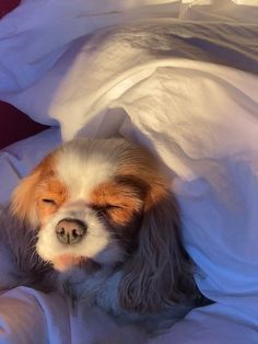 Puppies Cute, Beautiful Dog, Animals Cute, Cavalier King, Charles Spaniel, Cavalier King Charles, King Charles, Spaniel, Fur Babies