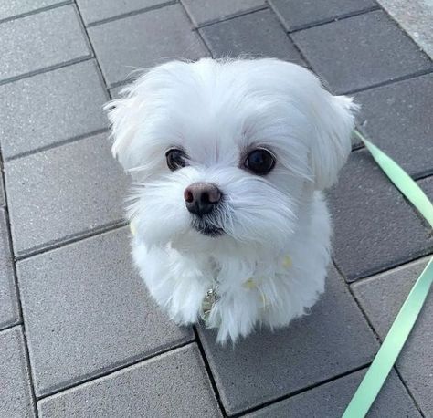 Gorgeous Maltese puppies for sale Baby Maltese, Maltese Breed, Maltese Puppies For Sale, Puppy Valentines, Maltese Puppies, Maltese Dog, Frenchie Puppy, Maltese Puppy, Maltese Dogs