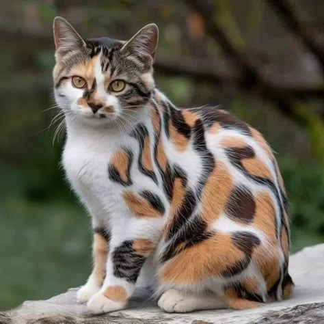 Gorgeous Cats, Cute Cats Photos, Airbrush Art, Pretty Animals, Calico Cat, Here Kitty Kitty, Cute Animal Photos, Angkor, I Love Cats