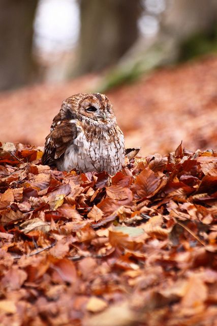 I love this shot - our friendly little Tawny Owl is actually looking up at her handler, who was attempting to remove a leaf which had managed to lodge itself in the Owls eye Autumn Animals, Tawny Owl, Beautiful Owl, Owl Bird, Birds Of Prey, On The Ground, 귀여운 동물, Beautiful Creatures, Beautiful Birds