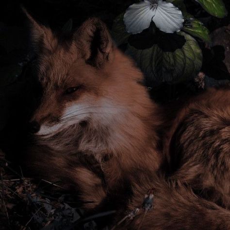 Fox Boy, Fox Pictures, Orange Wallpaper, Fantasy Aesthetic, Cute Fox, Romantic Art, Red Fox, Spirit Animal, Pretty Pictures