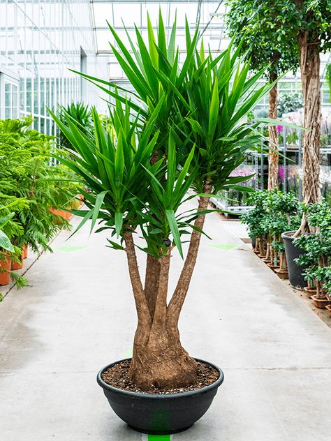 Yucca Elephantipes - Hercs Spineless Yucca, Patio Redo, Yucca Tree, Bonsai Diy, Plantas Interior, Yucca Plant, Plants House, Backyard Plants, Corner Garden