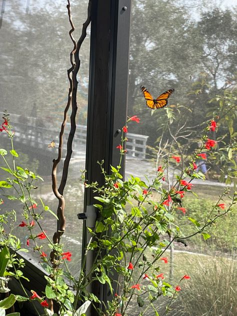 butterfly garden <3 Butterfly Garden Aesthetic, Inner Child Healing, Garden Aesthetic, Butterfly Garden, Nature Aesthetic, Inner Child, Phoenix, Butterflies, Healing