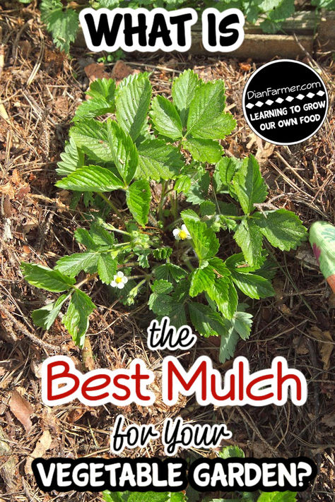 When it comes to choosing the ideal mulch for your vegetable garden, you have a variety of options to consider.

https://dianfarmer.com/what-is-the-best-mulch-to-use-in-the-garden/
#mygarden #veggiegarden #containergardening #gardenlife #backyardgardening #gardeningismytherapy #gardensofinstagram #vegetablegarden #gardenersofinstagram #backyardgarden #gardener #growwhatyoueat #greenthumb #allotment #harvest Mulch For Garden Beds, Mulching Vegetable Garden, Best Mulch For Vegetable Garden, Mulch In Garden, Vegetable Garden Mulch, Above Ground Garden, Vegtable Garden, Garden Mulch, Types Of Mulch