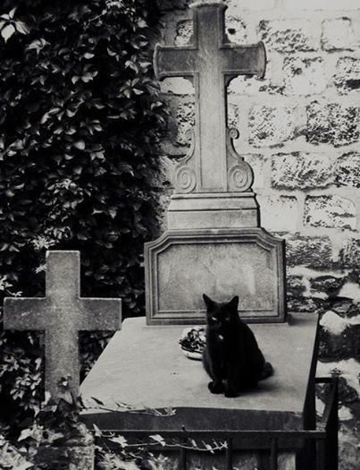 Memento mori Bad Camera, Black Cat Aesthetic, Creepy Cat, Old Cemeteries, Cemetery Art, A Black Cat, Cat Aesthetic, Dark Photography, Memento Mori