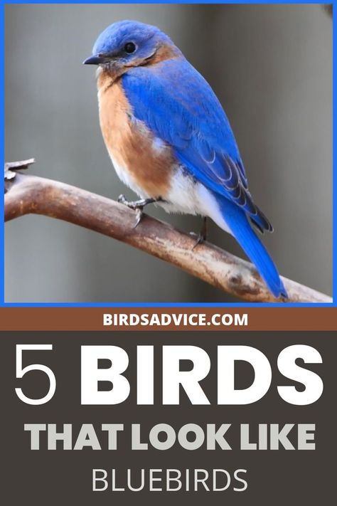 Birds That Look Like Bluebirds Bunting Bird, Backyard Birds Feeders, Bluebird Tattoo, Mountain Bluebird, Indigo Bunting, Blue Bunting, Types Of Blue, What Is A Bird, Eastern Bluebird