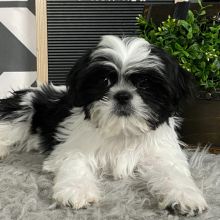 Shih Tzu Black And White, Black And White Shih Tzu, Female Shih Tzu, Black Shih Tzu, Shih Tzu Puppies, Sleep Habits, Cute Animals Puppies, Best Puppies, Am I Cute