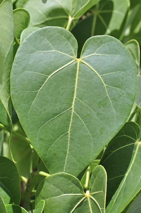 Heart Shaped Leaf, Heart Shape Leaf, Leaf Drawing, Photo Heart, Leaf Shapes, Close Up, Heart Shapes, Plant Leaves, Photo Image