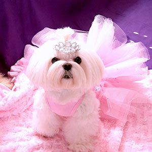 Fluffy Fairy Princess | Pet Halloween Costume Contest - Southern Living Mobile Pet Parade, Grooming Ideas, Teacup Maltese, Maltese Puppies, Pet Halloween Costumes, Asian Fusion, Maltese Puppy, Dog Halloween Costumes, Maltese Dogs