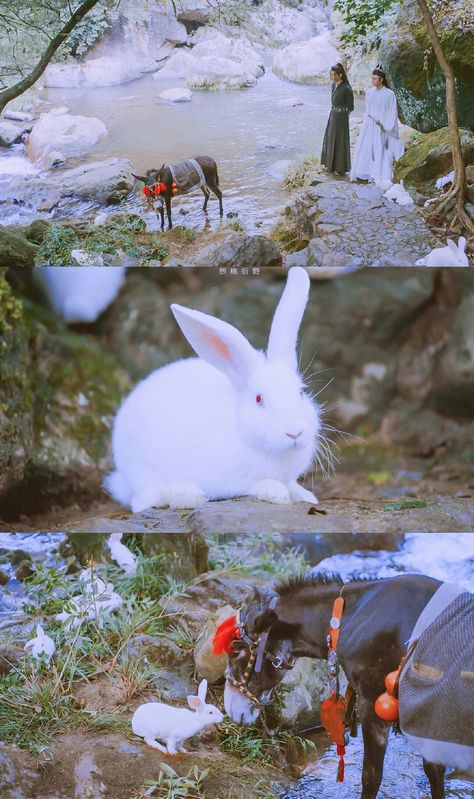 The Untamed Rabbit, Yizhan Wallpaper, Best Chinese Drama, The Untamed Wallpaper, Untamed Wallpaper, The Untamed Cast, Lan Wangji, Grandmaster Of Demonic Cultivation, Demonic Cultivation