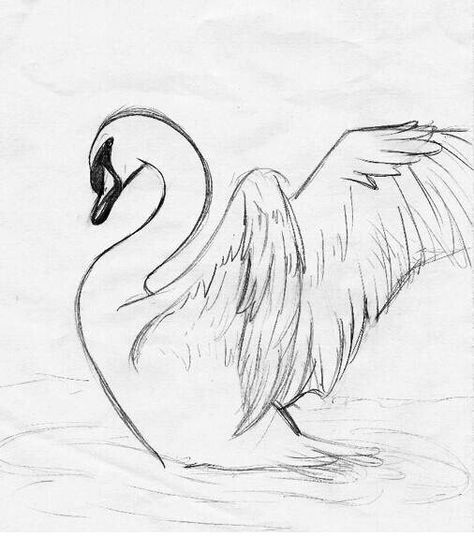 I'm gonna draw this. Swan Drawing, Swan Tattoo, 심플한 그림, Figure Drawings, Swans Art, Animal Drawings Sketches, Sketch Ideas, Drawing Stuff, China Painting