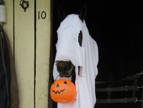 Ghost horse trick-or-treating Horse Halloween Ideas, Horse Fancy Dress, Halloween Costume Awards, Horse Halloween Costumes, Helloween Wallpaper, Horse Costumes, Funny Horses, Horse Aesthetic, Mini Horse