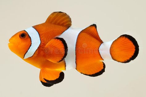 Clownfish Photographed on White Backgroun. Side view of a clown anemone fish iso , #AD, #Backgroun, #Side, #view, #Clownfish, #Photographed #ad Disney Art Style, Beautiful Tropical Fish, Barber Tattoo, Rare Fish, Pretty Fish, Fish Artwork, Reference Photos For Artists, Sea Life Art, Clownfish