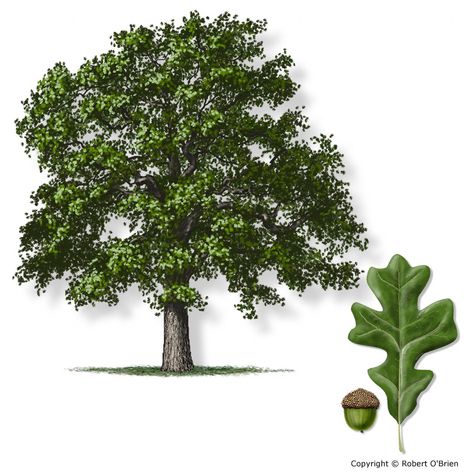 Post Oak  Quercus stellata  Secondary Names: Leaf Type: Deciduous  Texas Native:  yes Firewise: yes Types Of Oak Trees, Tree Leaf Identification, Texas Trees, Red Oak Tree, Leaf Identification, Texas Native Plants, Tree Identification, Summer Fairy, Texas Gardening