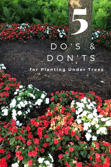 Planting Around A Tree Ideas, Gardening Around Trees, Plants Around Trees Front Yards, Planting Flowers Around Trees, Garden Beds Around Trees, Landscaping Around Small Trees, Garden Ideas Around Trees, Garden Around Tree Front Yards, Landscaping Ideas For Around Trees