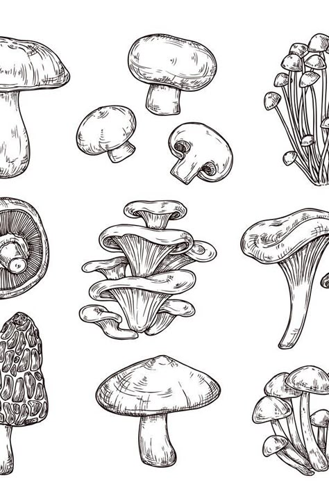 240+ Radiant Mushroom Tattoos Ideas and Designs (2023) - TattoosBoyGirl Mushroom Cluster Drawing, Shelf Mushroom Drawing, Tattoo Designs Mushroom, Shelf Mushroom Tattoo, Mushroom Drawing Simple, Sketch Mushroom, Mushroom Tattoo Design, Drawn Mushrooms, Mushroom Sketch