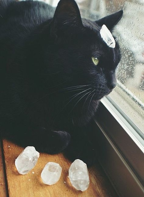 Black Cat Aesthetic, Cat Care Tips, A Black Cat, Witch Aesthetic, Cat Aesthetic, Cat Health, Witch Hazel, Cat Care, Pretty Cats