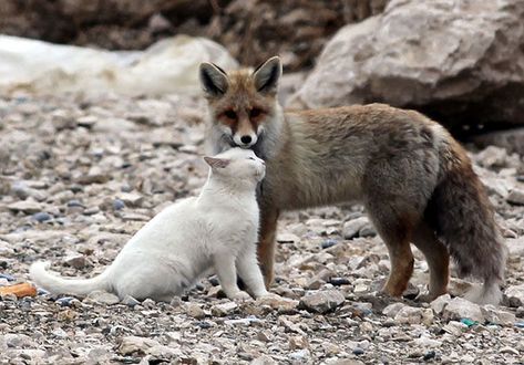 15 Unusual Animal Friendships That Will Melt Your Heart Unusual Animal Friendships, Animal Friendships, Regnul Animal, Unlikely Friends, Monday Mood, Animals Friendship, Unusual Animals, Stray Cat, Animal Photo