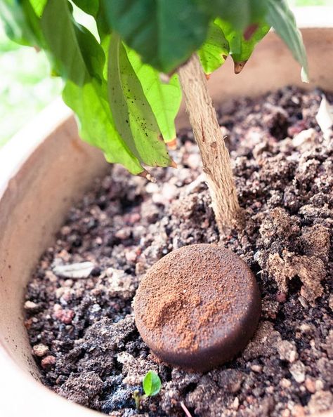 12 natural ways you can reuse coffee grounds at home Trees For Front Yard, How To Make Compost, Compost Tea, Uses For Coffee Grounds, Coffee Drinker, Smart Garden, Self Watering Planter, Garden Guide, House Plant Care