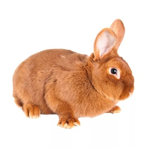 Best known for their vivid ginger coat and great personality, the New Zealand Red Rabbit is ideal for first time owners and families with children. Timneh African Grey, Yellow Bellied Slider, Rabbit Information, New Zealand Rabbits, Flemish Giant, Red Rabbit, Rabbit Breeds, Red H, Holland Lop