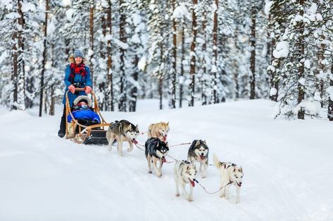 Are you planning to go dog sledding in Rovaniemi on your Lapland trip? This guide details the best husky tours in Rovaniemi, what to wear, and much more! Huskies Sled, Safari Activities, Sled Ride, Alaskan Husky, A Husky, Wildlife Park, Jules Verne, Pet Day, Arctic Animals