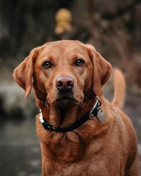 Yellow Labs Dogs, Red Labrador Retriever, Red Fox Labrador Puppy, Red Fox Lab, Yellow Labs, Red Fox Labrador, Fox Red Labrador Puppy, Red Lab Puppies, Fox Red Lab